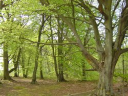 Photo taken on Beacon Hill near Morpeth.