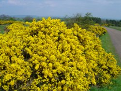 Photo taken on Beacon Hill near Morpeth.
