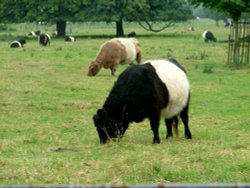 Belted galloways, Boxmoor trustlands, Hemel Hempstead. Wallpaper