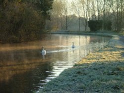 Swans on the Grand Union canal, Hemel Hempstead, Hertfordshire.