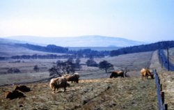 A picture of Redesdale Wallpaper