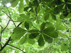 Tree near the River Mole in Dorking, Surrey Wallpaper
