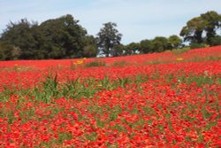 Poppies in a field near Wye, in Kent
