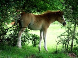 Enjoying the shade.
New Forest Wallpaper