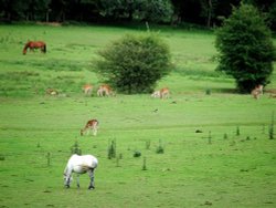 Deer and ponies grazing happily in The New Forest, Hampshire Wallpaper