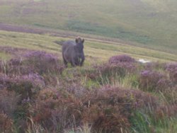 A fine young colt on Dartmoor