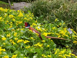 A pheasant at Wakehurst Place, West Sussex Wallpaper