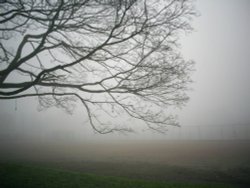 Clissold Park Wallpaper