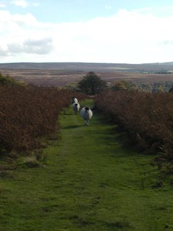 Heartbeat country