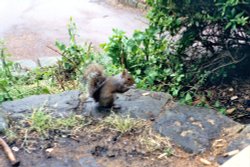 Grey Squirrel - Terrace Gardens, Richmond upon Thames Wallpaper