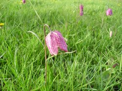 The rare snakeshead fritillary in North Meadow, Cricklade, Wiltshire Wallpaper