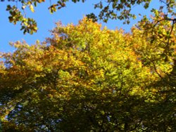 Woods, Greenway Bank Country Park, Biddulph