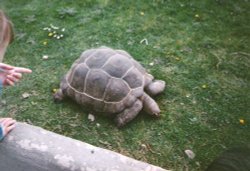 Chester Zoo 
1992