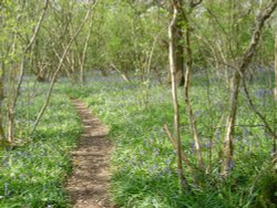 Blue Bell Woods, East Knoyle, Wiltshire Wallpaper