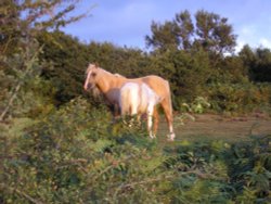 Feeding near Triscombe Stone, Quantock hills