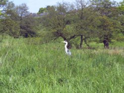 Heron on the canal bank at Adlington, Lancashire Wallpaper
