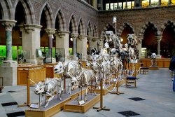 Oxford University Museum mammal skeletons. Wallpaper