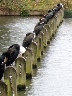 Greater London. Hyde Park. Cormorants resting on the Serpentine