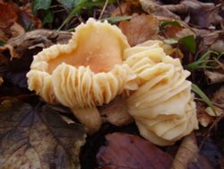 Fungi growing in the woods of Hoghton Tower, Hoghton, Lancashire.