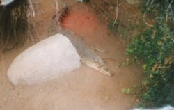 Thrigby Hall Wildlife Gardens, Norfolk. Wallpaper