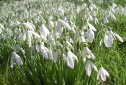 Snowdrops - taken at Pencarrow, Cornwall.