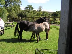 A picture of Widecombe in the Moor
