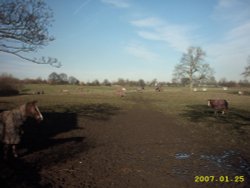 Ponies at Rest Reddish Vale Farm Stockport, Greater Manchester. Wallpaper