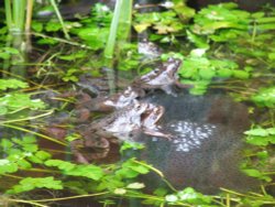 Frogs in a Pond in Maidstone, Kent.
