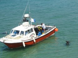Harbour Seals at Newquay, Cornwall Wallpaper