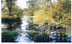 Dedham Vale, Essex Wallpaper