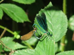 Wildlife in England - Dragon Fly, taken in Kent