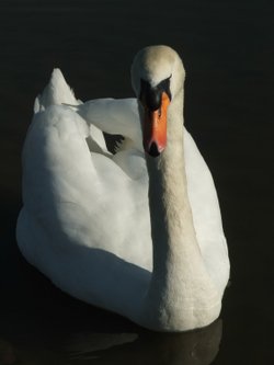 Wildlife in England - Swan in Leeds Castle, Maidstone, Kent.