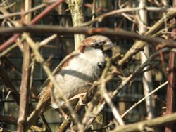 Wildlife in England - A Sparrow taken in Kent
