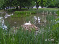 Swan's Nest at Harefield, Greater London. Wallpaper