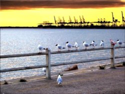 Felixstowe: Gulls preparing to roost at the harbour viewpoint.
