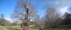 Auckland Castle Park, Bishop Auckland, Durham.