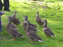 Ducks at Warwick Castle, Warwick Wallpaper