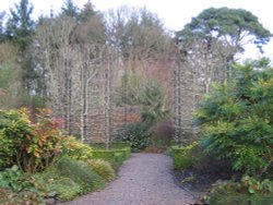 RHS Garden Rosemoor, Great Torrington, North Devon. January 2005. Wallpaper