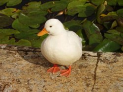 Osborne House & Grounds, Cowes, Isle of Wight Wallpaper