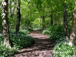 Dappled light at Wauldby woods, East Yorkshire Wallpaper