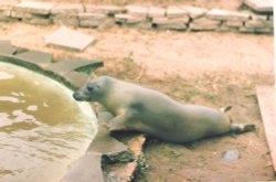 Mablethorpe Animal Gardens, Lincolnshire