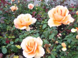 Princes Street Gardens, Edinburgh, Midlothian Wallpaper