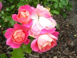 at Elcho Castle, near Perth, Scotland