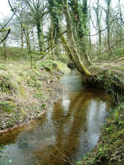 Stream near Big Wood (Marbury Park)