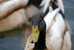 A picture of Talkin Tarn Country Park Wallpaper
