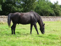 near Perth, Perthshire