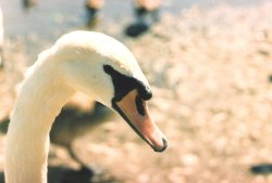 A beautiful swan at Clumber Park, Worksop, Notts