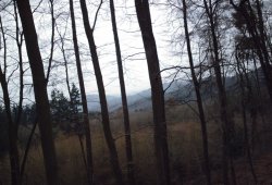 Forest of Dean