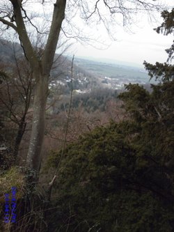 Forest of Dean
