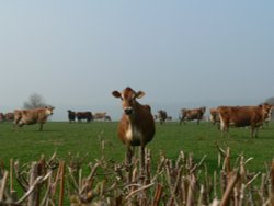 cows being nosey, on the Somerset/Devon border Wallpaper